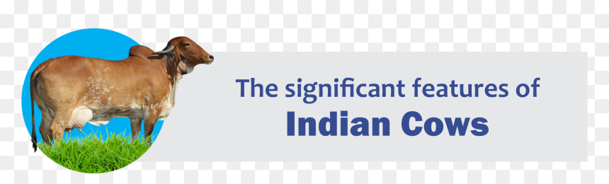 Beagle, HD Png Download - indian cow png