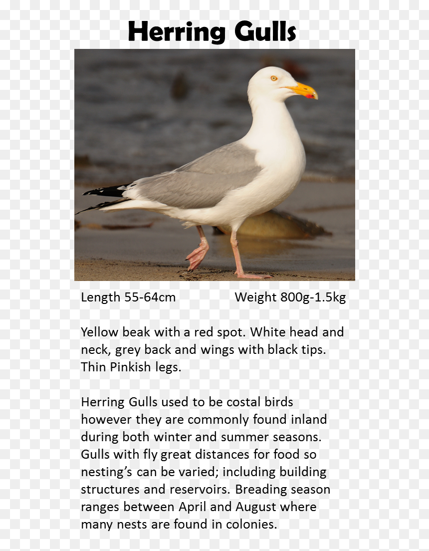 Western Gull, HD Png Download - white pigeon png