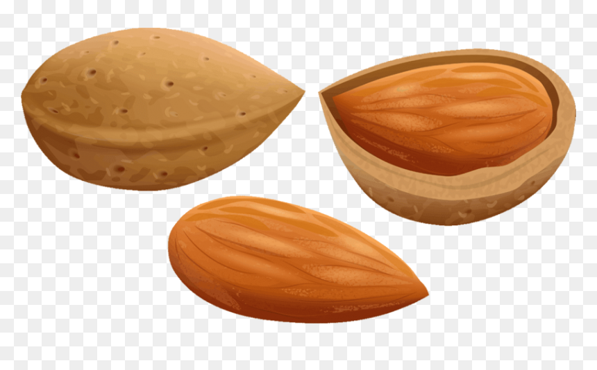 Almonds Clipart, HD Png Download - badam png