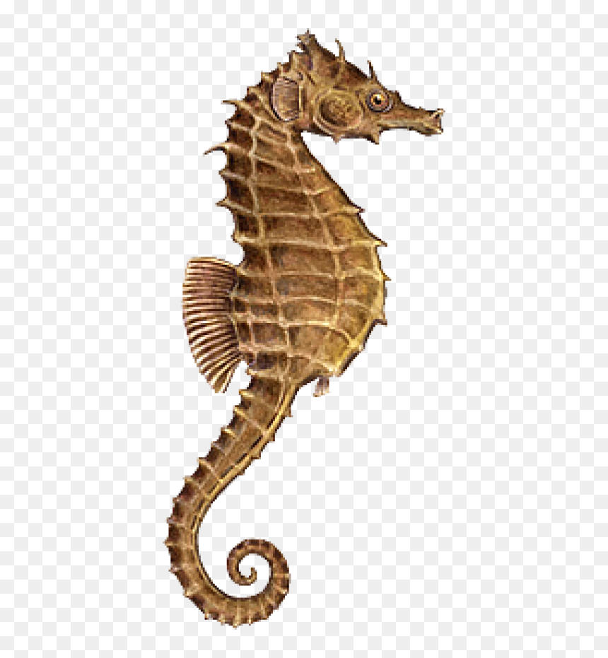 Seahorse Png, Download Png Image With Transparent Background, - Sea Horse Png Hd, Png Download - seahorse png