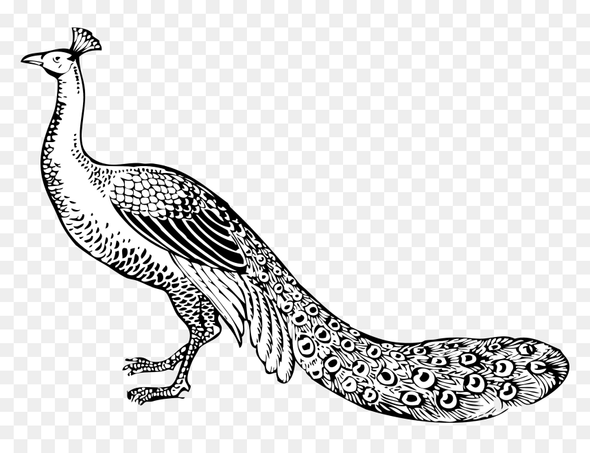 Bird Peafowl Black And White Feather Clip Art - Peacock Black And White, HD Png Download - cliparts png