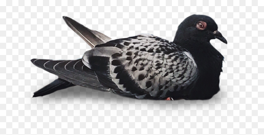 American Black Duck, HD Png Download - white pigeon png