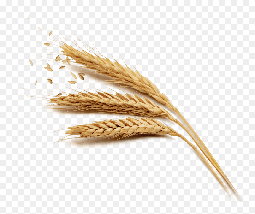 Transparent Background Wheat Png, Png Download - grains png