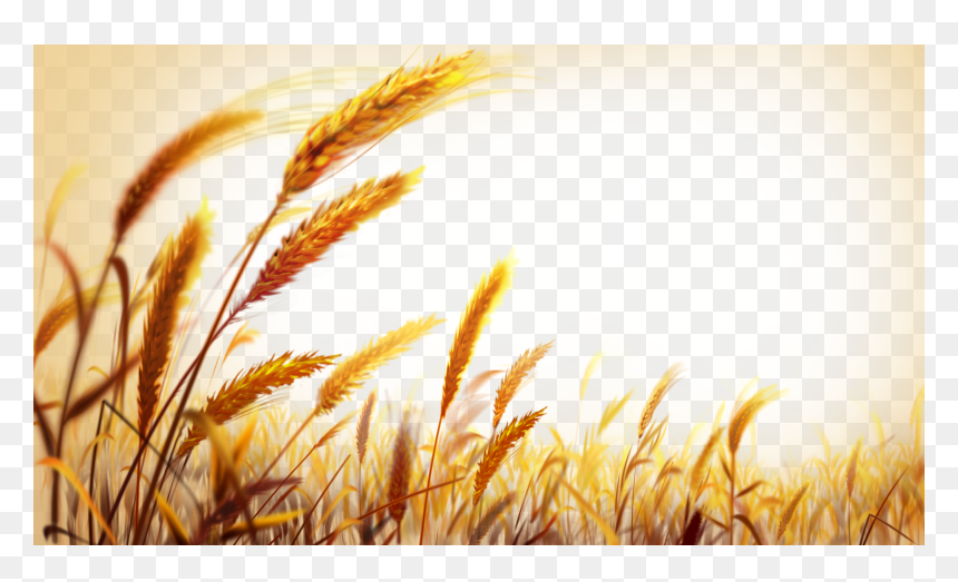 Grains Png, Transparent Png - grains png