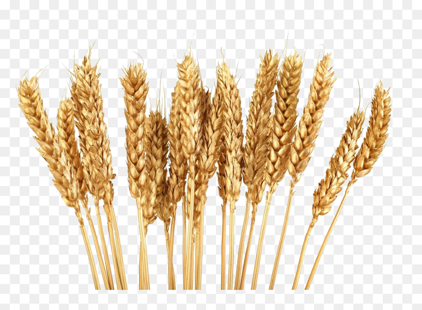 Grain Clipart, HD Png Download - grains png