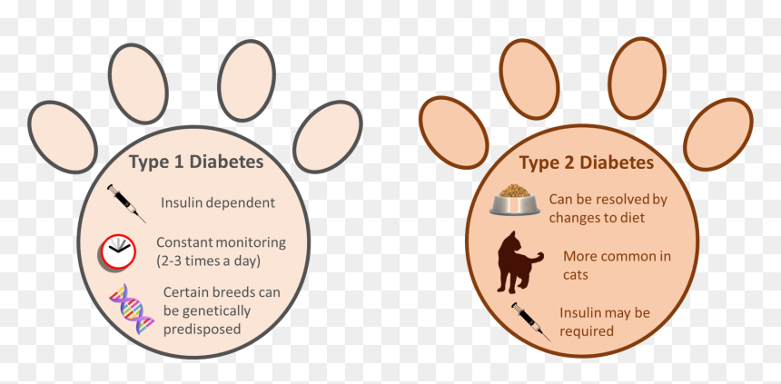 Black Cat, HD Png Download - glucose png