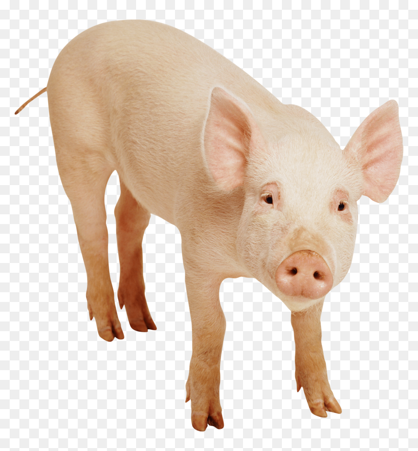Pig Png, Transparent Png - pork png
