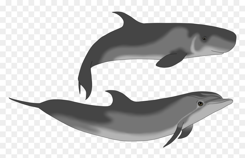 Pygmy Sperm Whale And Dolphin, HD Png Download - sperm whale png