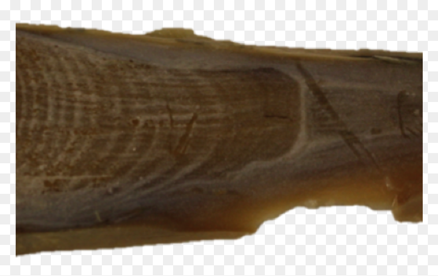 Whale Earplug, HD Png Download - sperm whale png
