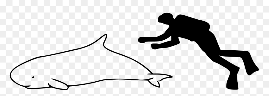 Dwarf Sperm Whale Size, HD Png Download - sperm whale png
