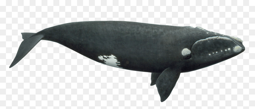 Southern Right Whale Png, Transparent Png - sperm whale png