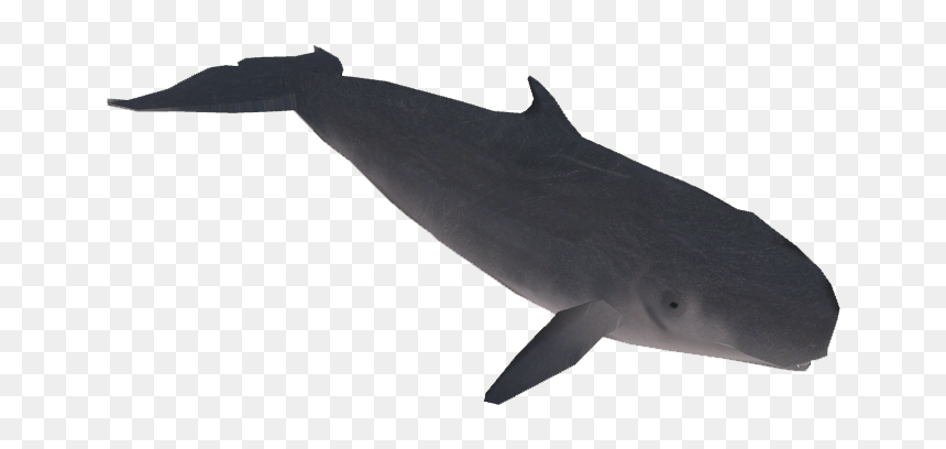 Whale Download Library, HD Png Download - sperm whale png