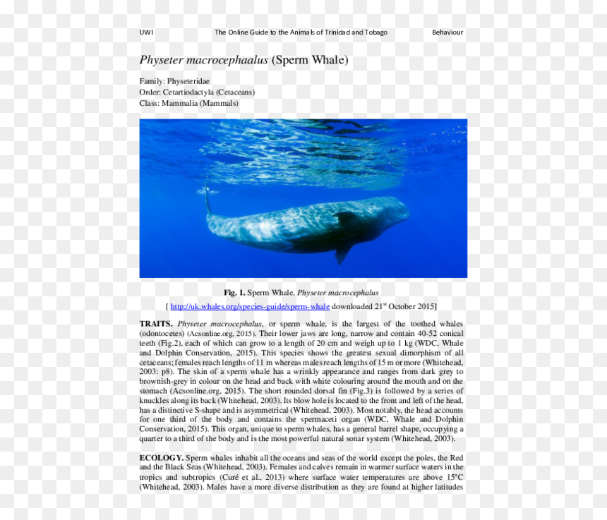 Grey Whale, HD Png Download - sperm whale png