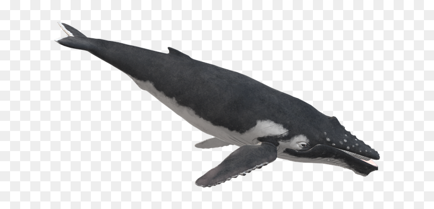 Thick-billed Murre, HD Png Download - sperm whale png