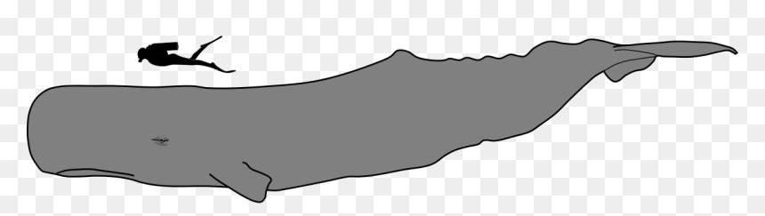 Sperm Whale Vs Human Size, HD Png Download - sperm whale png