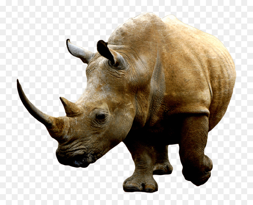 Brown Rhino Clip Arts - Rhino Png, Transparent Png - rhino png
