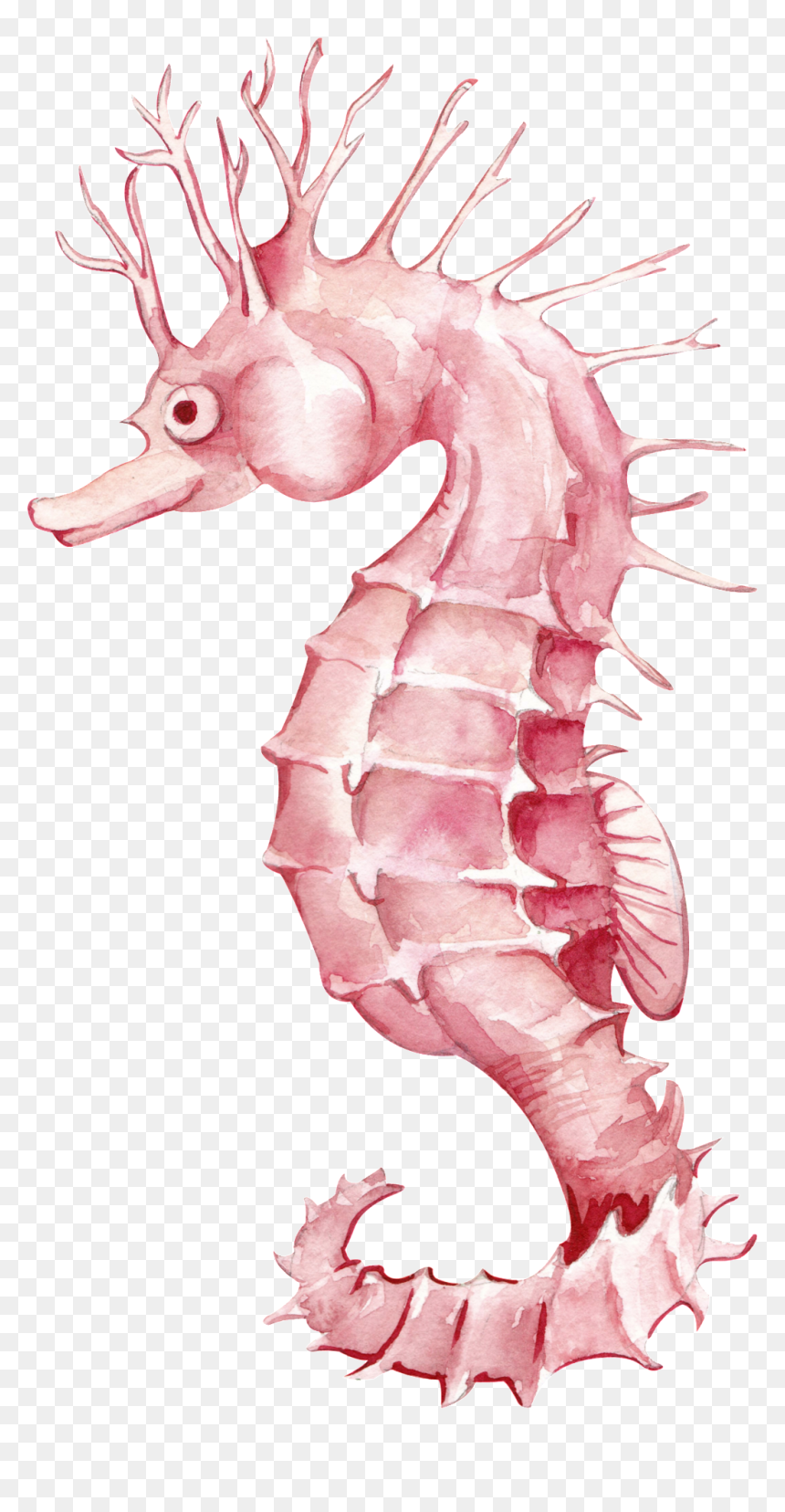 Watercolor Seahorse Cartoon Transparent - Cartoon, HD Png Download - seahorse png