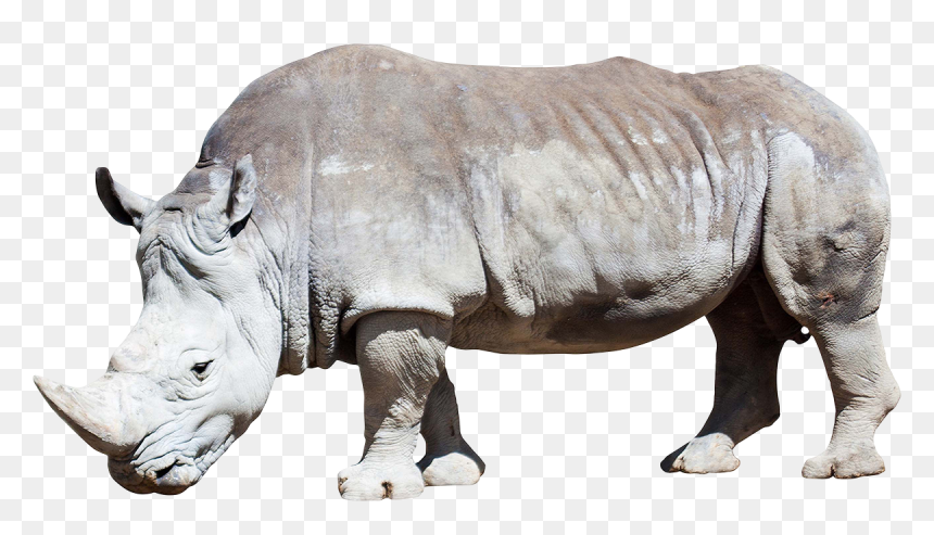 Rhino Photo - White Rhino Png Transparent, Png Download - rhino png