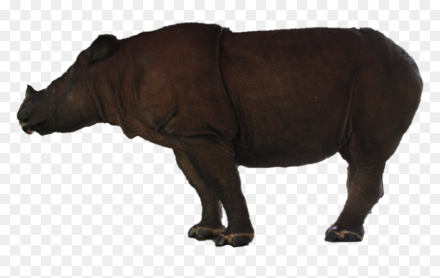Rhino Free Png Image - Rhinoceros, Transparent Png - rhino png