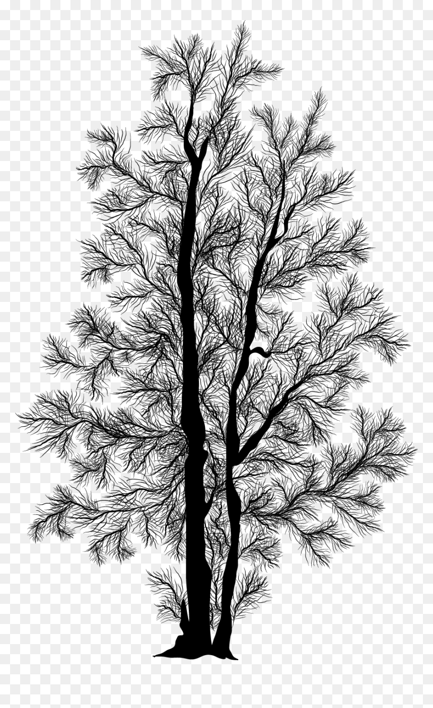 Thumb Image - Birch Tree Silhouette Png, Transparent Png - treeline png