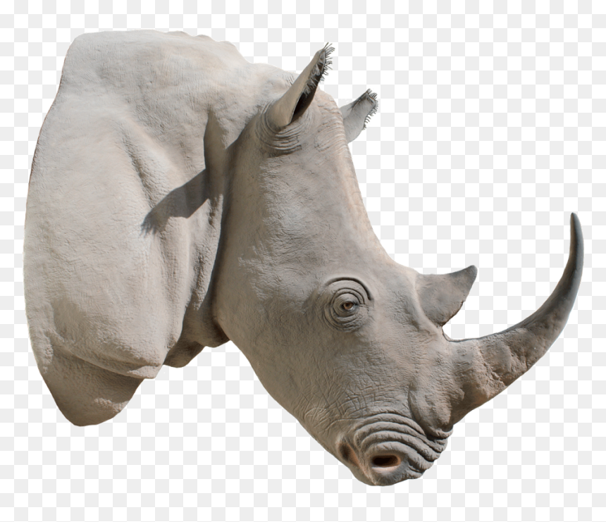 Picture Library Png Images Free Download Rhinoceros, Transparent Png - rhino png