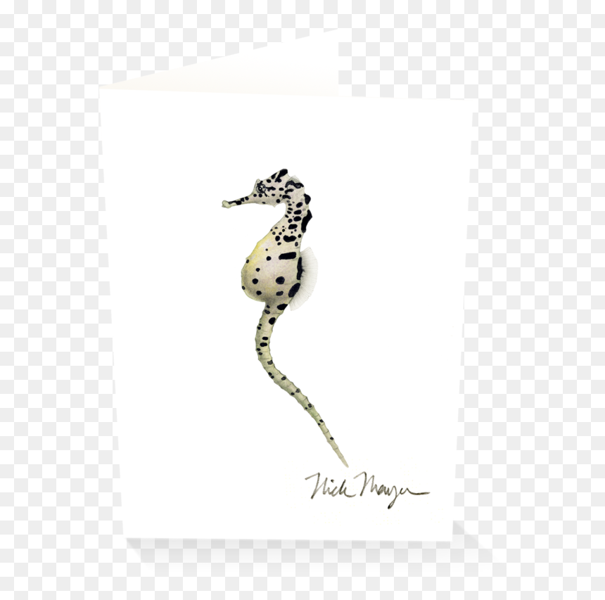 Pot Bellied Seahorse - Northern Seahorse, HD Png Download - seahorse png