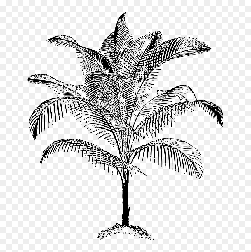 Arecaceae Coconut Tree Line Art Download - Palm Vector, HD Png Download - treeline png