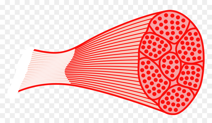 Skeletal Muscle Clip Arts - Muscle Clip Art, HD Png Download - muscle png