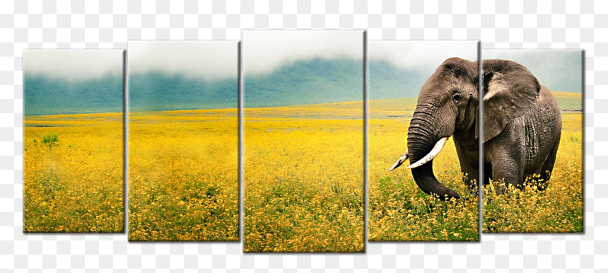 Photographer Of The Year 2010, Hd Png Download - Geo Wild National Geographic Channel, Transparent Png - grass field png