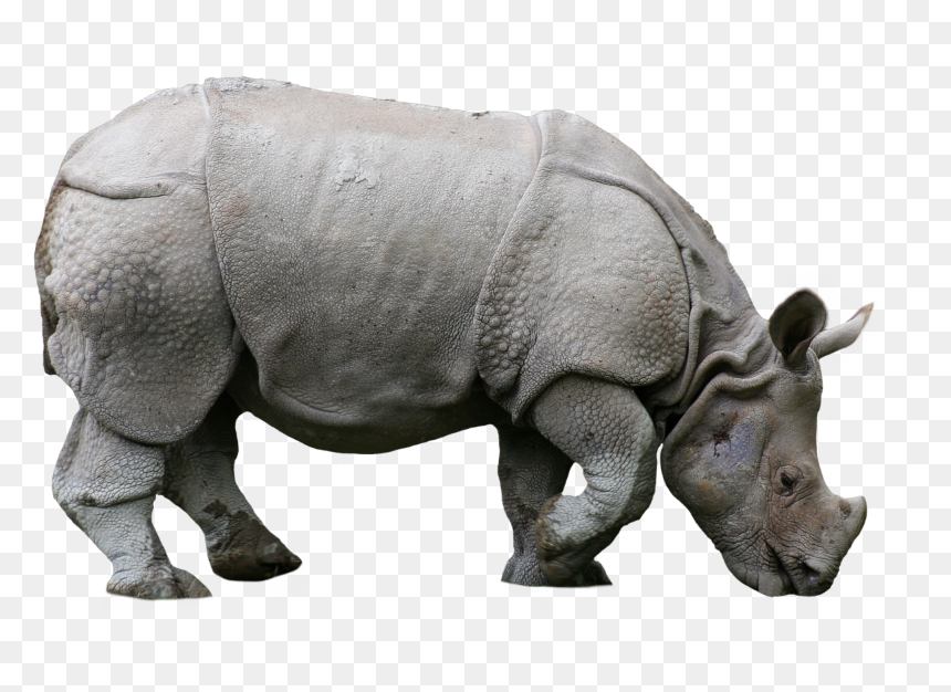 #rhino #animals #nature #sticker #png - Indian Rhino, Transparent Png - rhino png