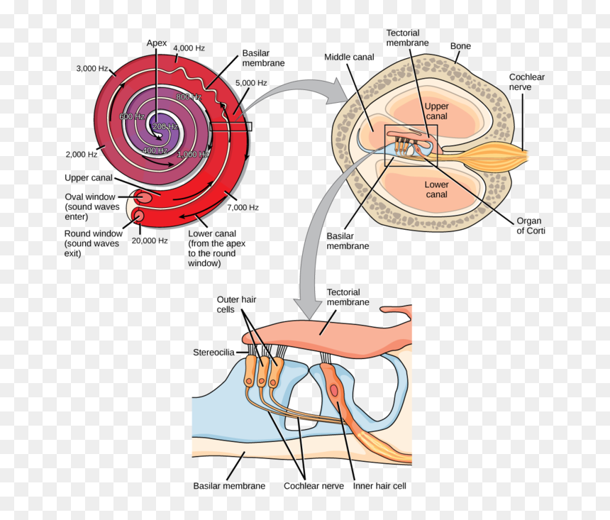 Image - Transduction Of Sound, HD Png Download - sound wave png