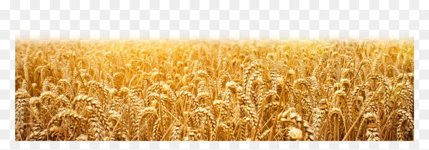 Wheat Field Png
available For Anything And Anyone To - ਕਣਕ, Transparent Png - grass field png