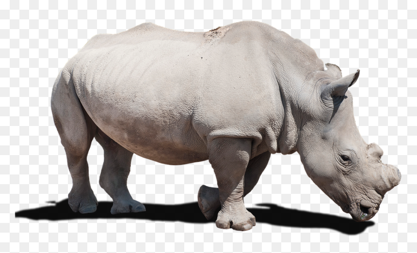 White Rhinoceros, HD Png Download - rhino png