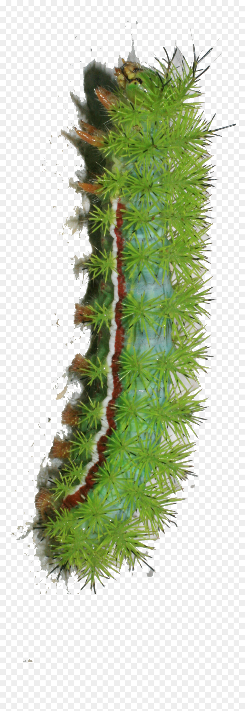 Caterpillar Png Transparent Image - Caterpillar Png Transparent, Png Download - caterpillar png