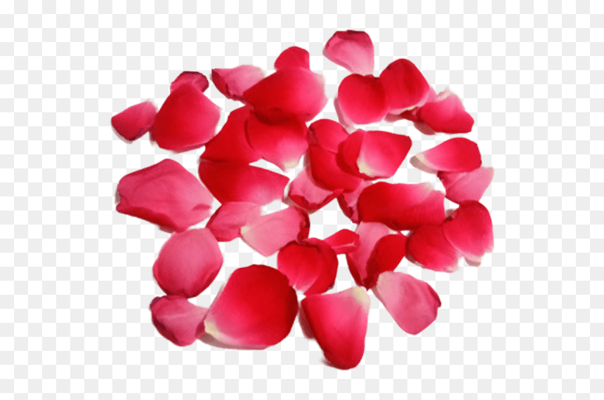 Hydrangea, HD Png Download - rose petal png