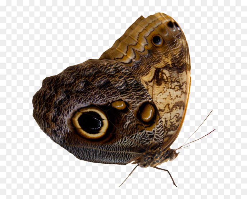 Thumb Image - Moth, HD Png Download - moth png
