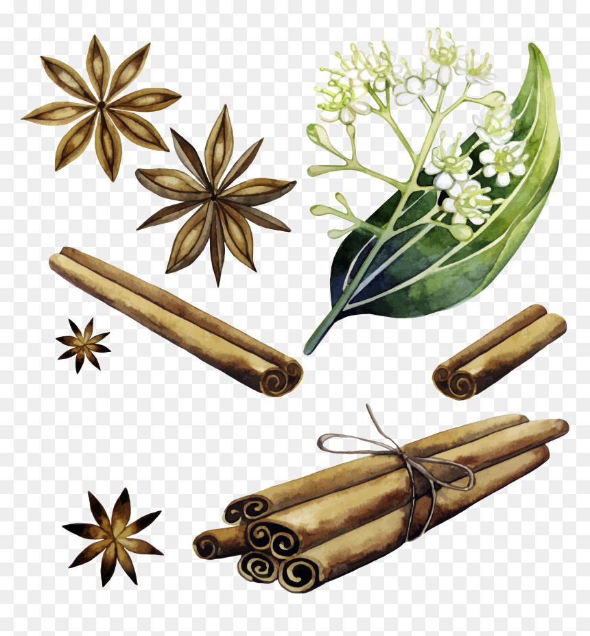 Cinnamon Vector Plant - Cinnamon Watercolor Painting, HD Png Download - cinnamon png