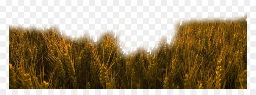 #nature #grass #wheat #trigo #field #freetoedit - Buğday Tarlası, HD Png Download - grass field png