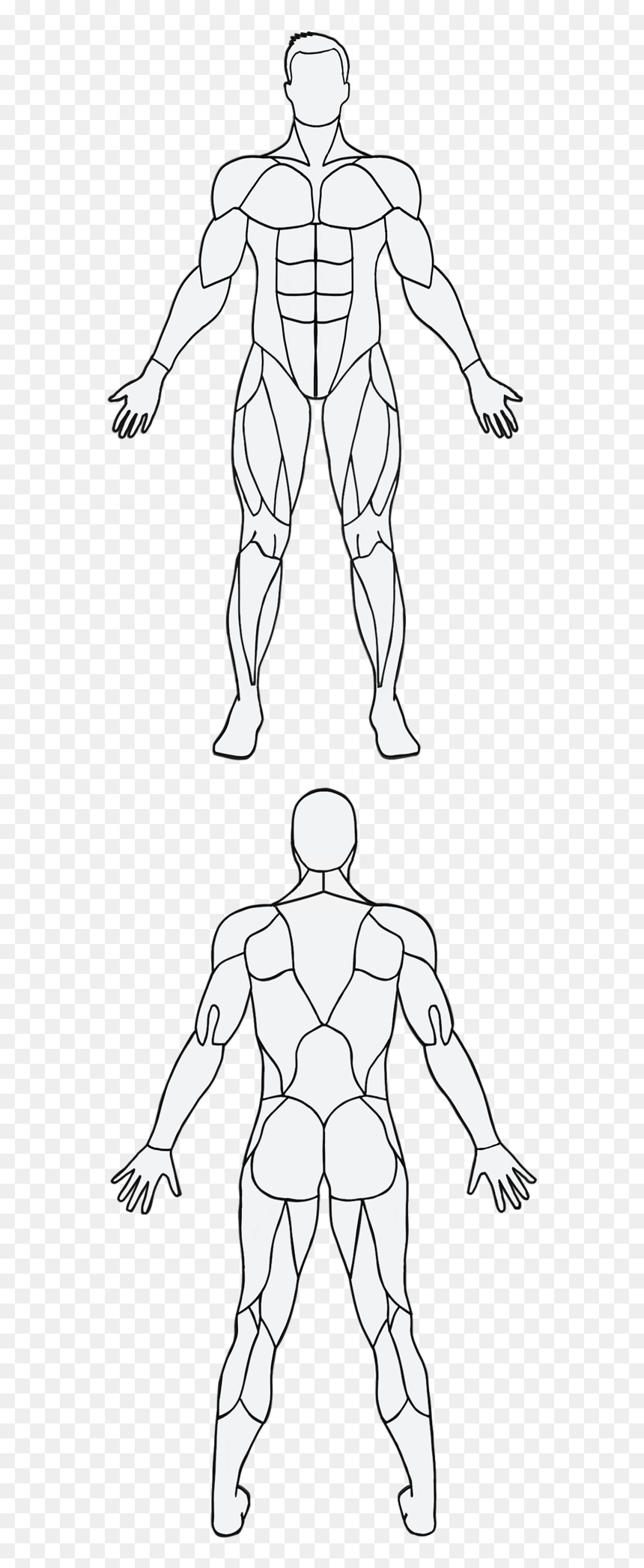 Illustration, HD Png Download - muscle png