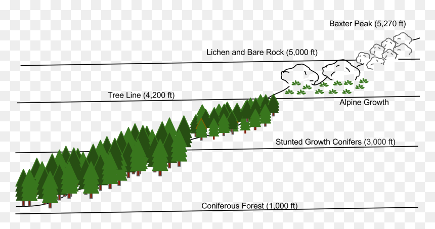 Forest Svg Treeline - Scalable Vector Graphics, HD Png Download - treeline png