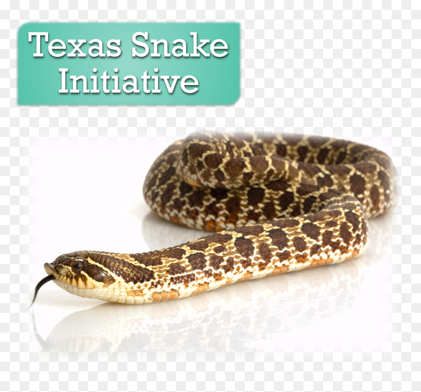 Western Hognose Snake , Png Download - Western Hognose Snake, Transparent Png - solid snake png