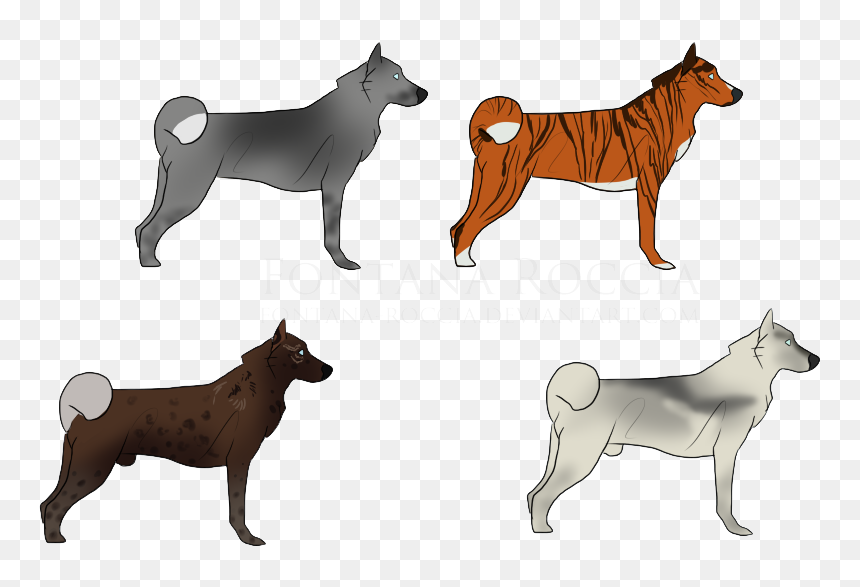 Dog Breed Finnish Spitz Shikoku Shiba Inu Siberian - Dog Breed Finnish Spitz, HD Png Download - shiba inu png