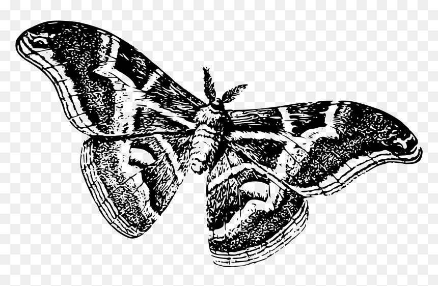 Silkworm As A Moth Clip Arts - Moths Black And White, HD Png Download - moth png