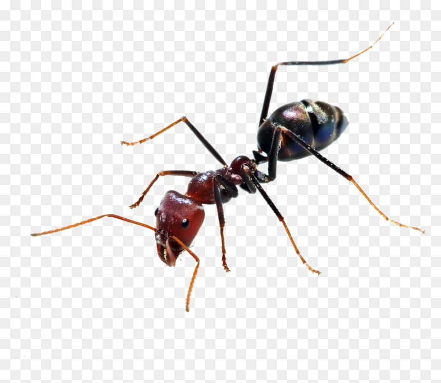 Ant Png, Transparent Png - ant png