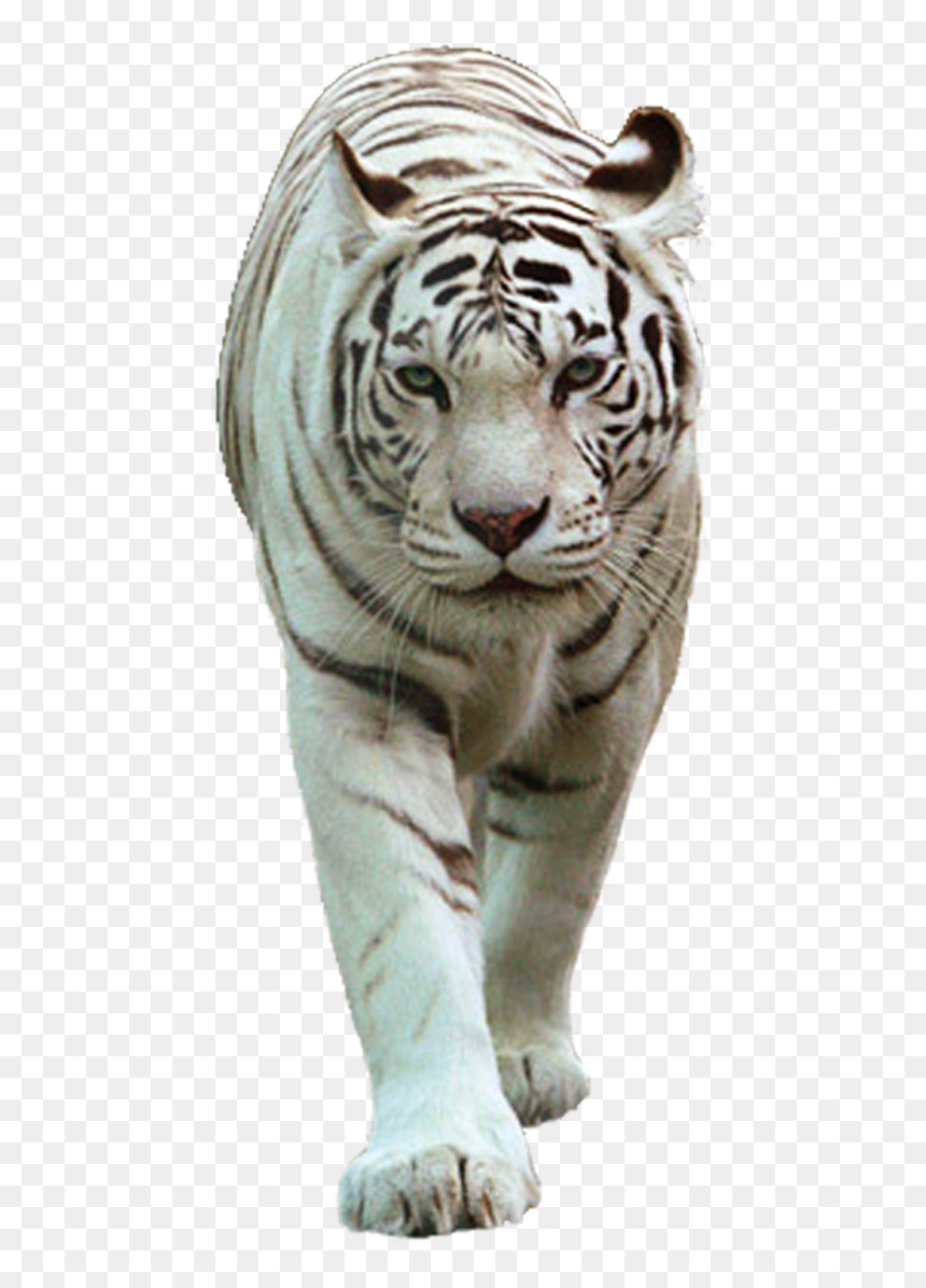 White Tiger Png - White Tiger Images Png, Transparent Png - white tiger png