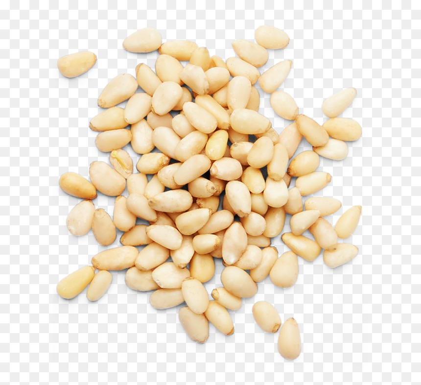 Pine Nuts Png Clip Freeuse Stock - Pine Nuts Png, Transparent Png - nuts png