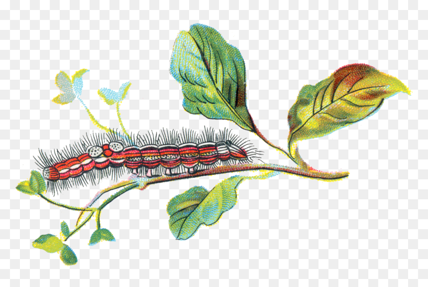 Porthesia Similis Caterpillar - Portable Network Graphics, HD Png Download - caterpillar png