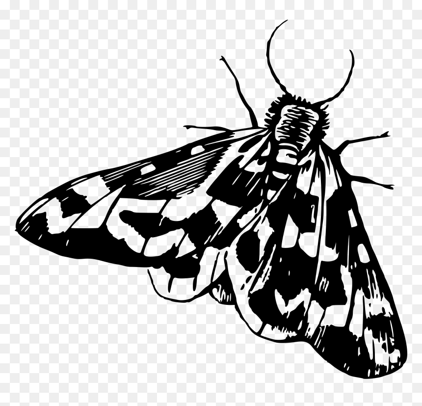 Moth 4 Clip Arts - Moth Clipart Black And White, HD Png Download - moth png