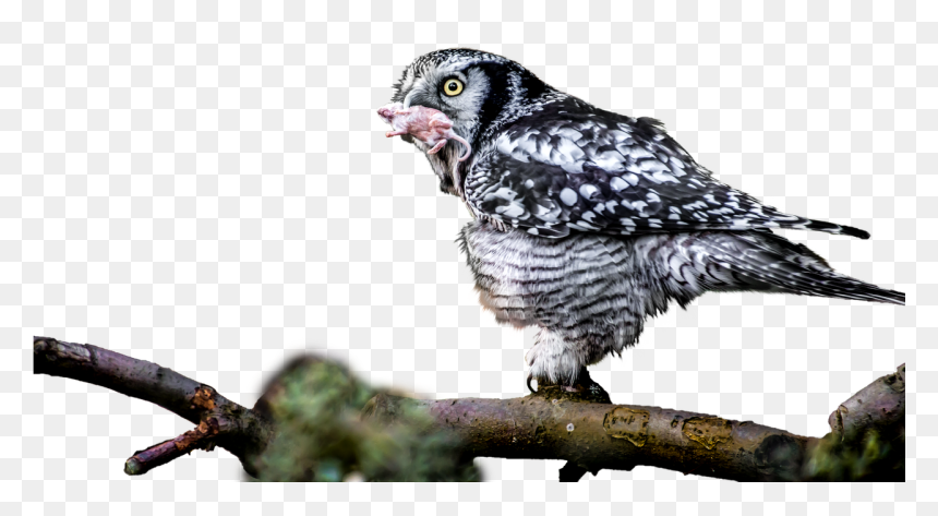 Bird Of Prey, HD Png Download - raptor png