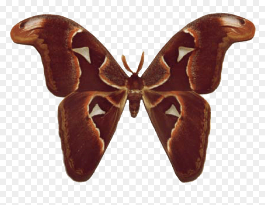 Brown Butterfly Wings Png , Png Download - Atlas Moth Transparent, Png Download - moth png